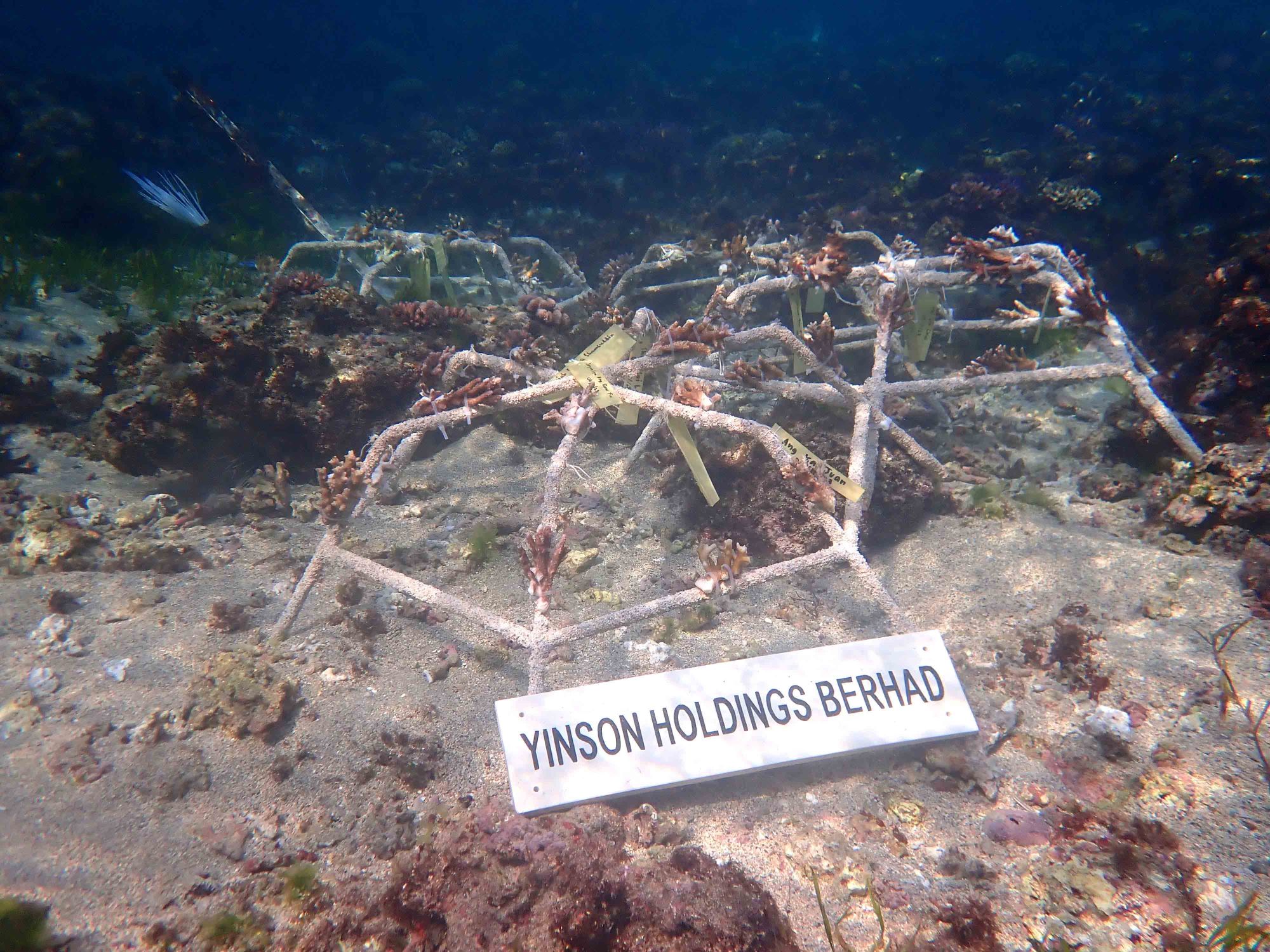 Yinson-Group-Strategy-and-Inecosolar-volunteer-at-Bali-marine-conservation-programme-2