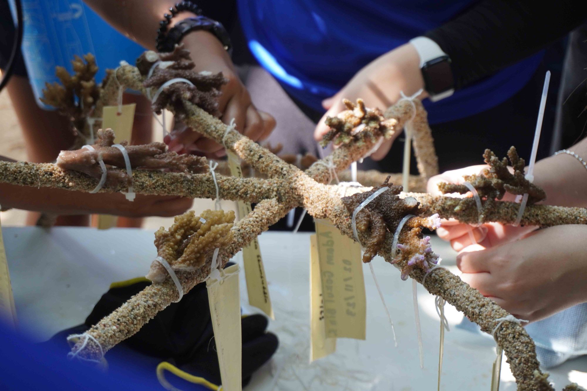 Yinson-Group-Strategy-and-Inecosolar-volunteer-at-Bali-marine-conservation-programme-4