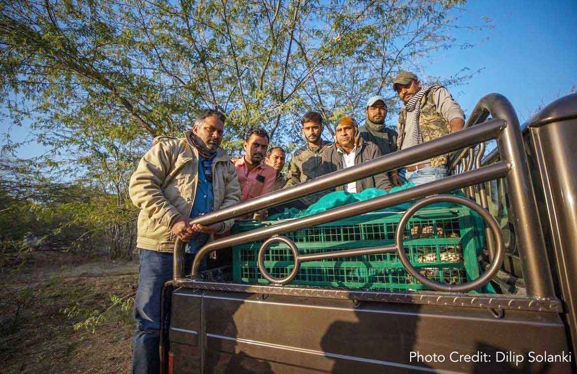 rse-supports-wildlife-rescue-and-releases-operations-in-jawai-bandh-leopard-conservation-reserve-4