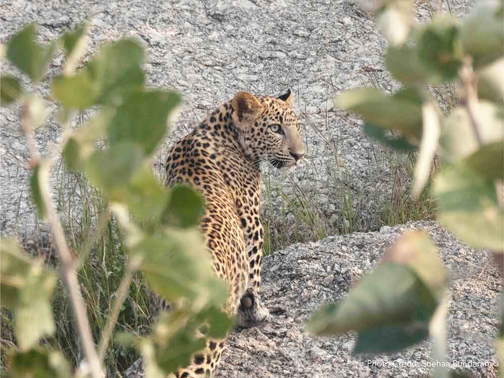rse-supports-wildlife-rescue-and-releases-operations-in-jawai-bandh-leopard-conservation-reserve-6